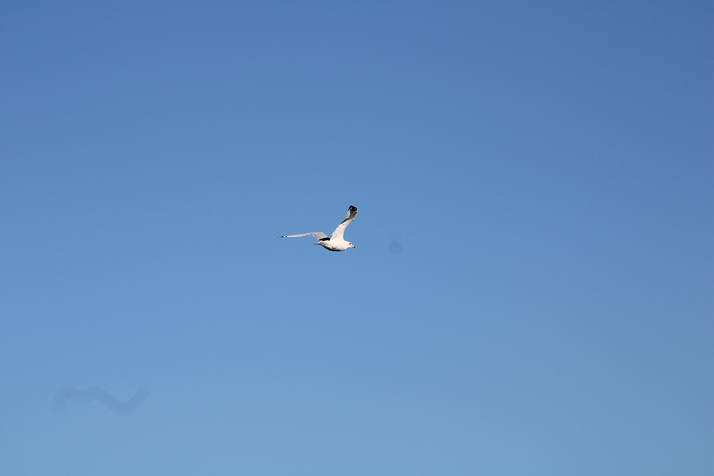 IMG_1063 IMG_1063