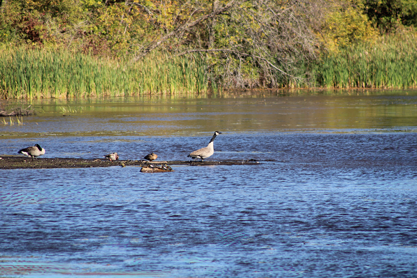 IMG_1085 IMG_1085