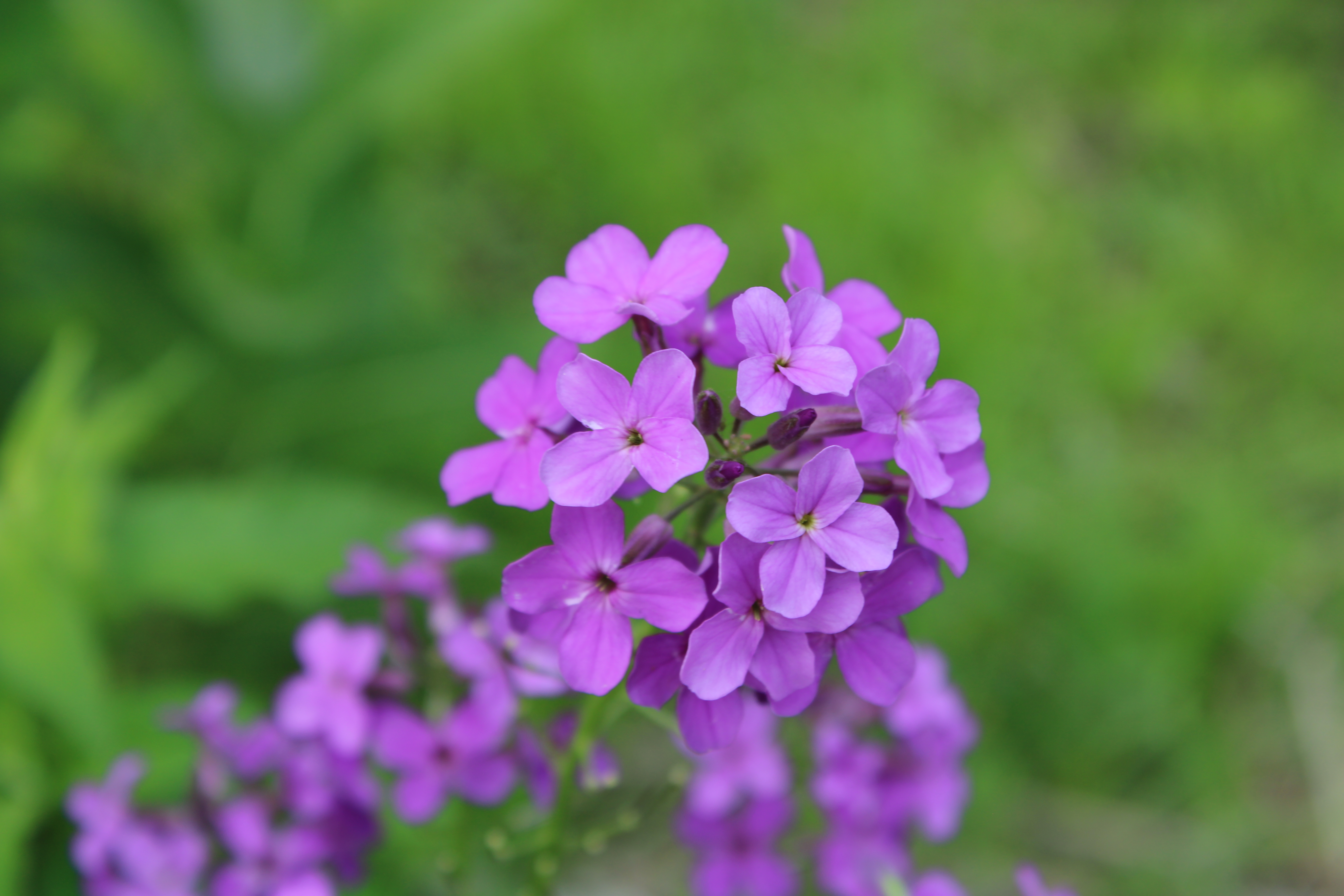 IMG_3813 IMG_3813