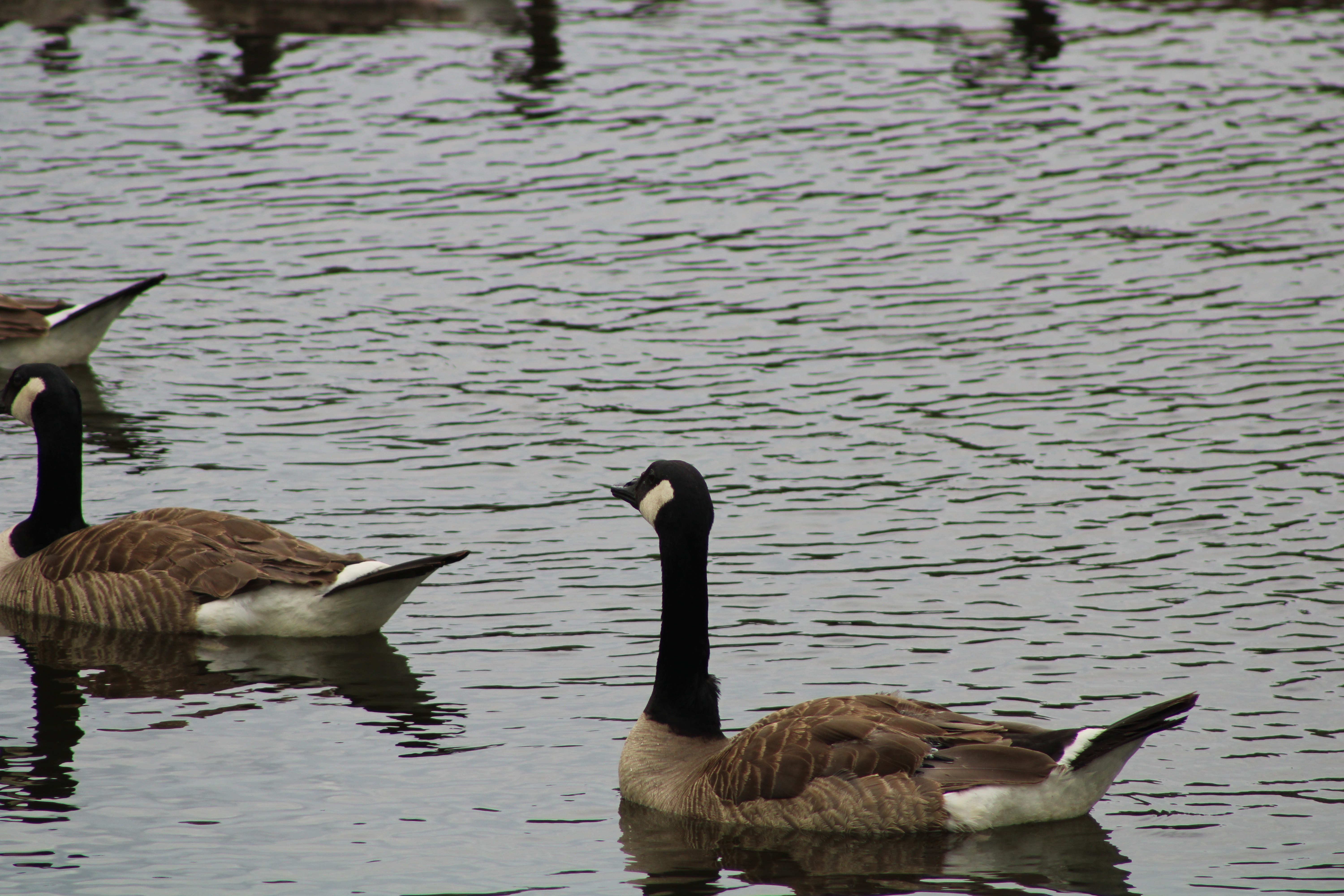 IMG_3823 IMG_3823