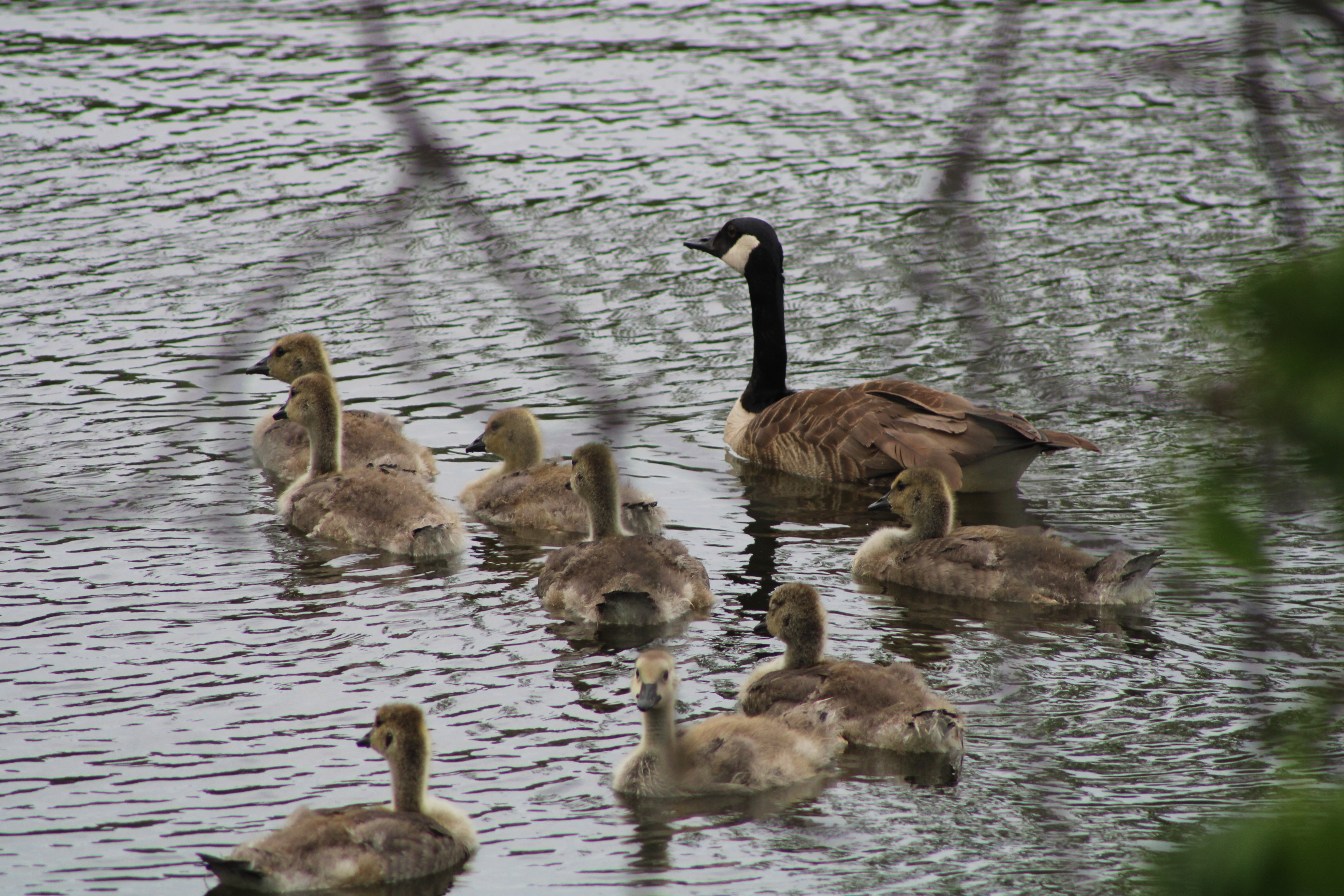 IMG_3824 IMG_3824