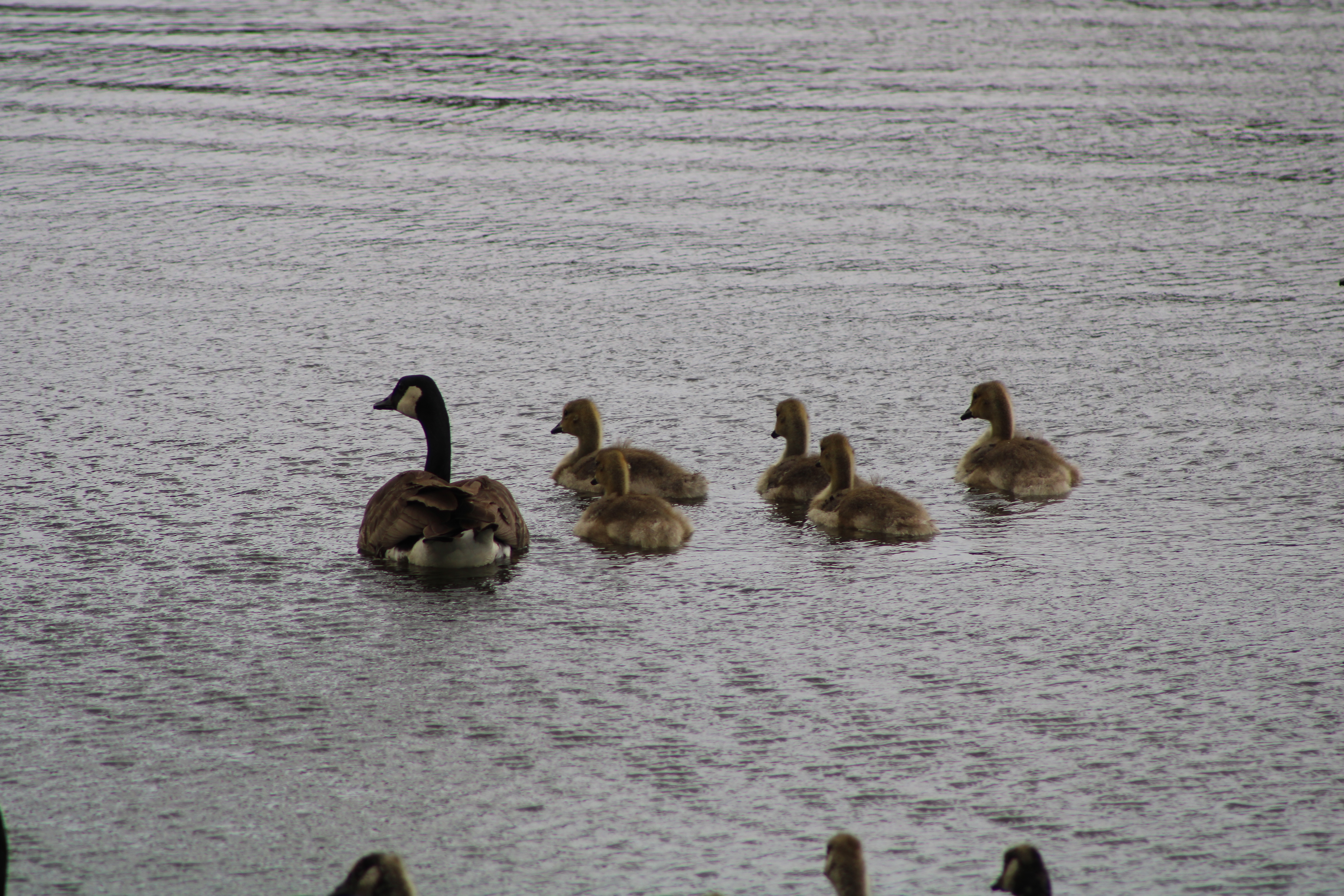 IMG_3825 IMG_3825