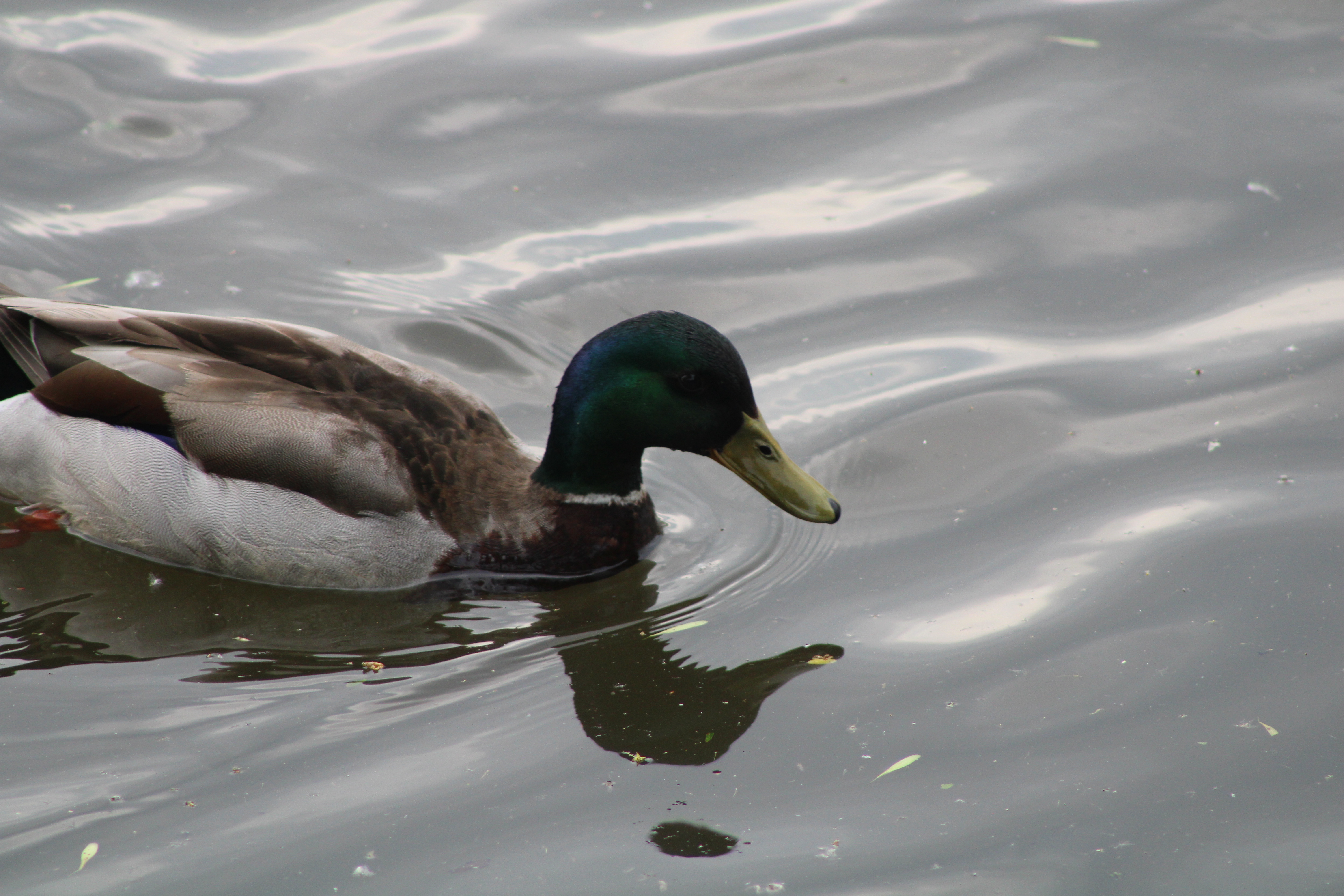 IMG_3858 IMG_3858