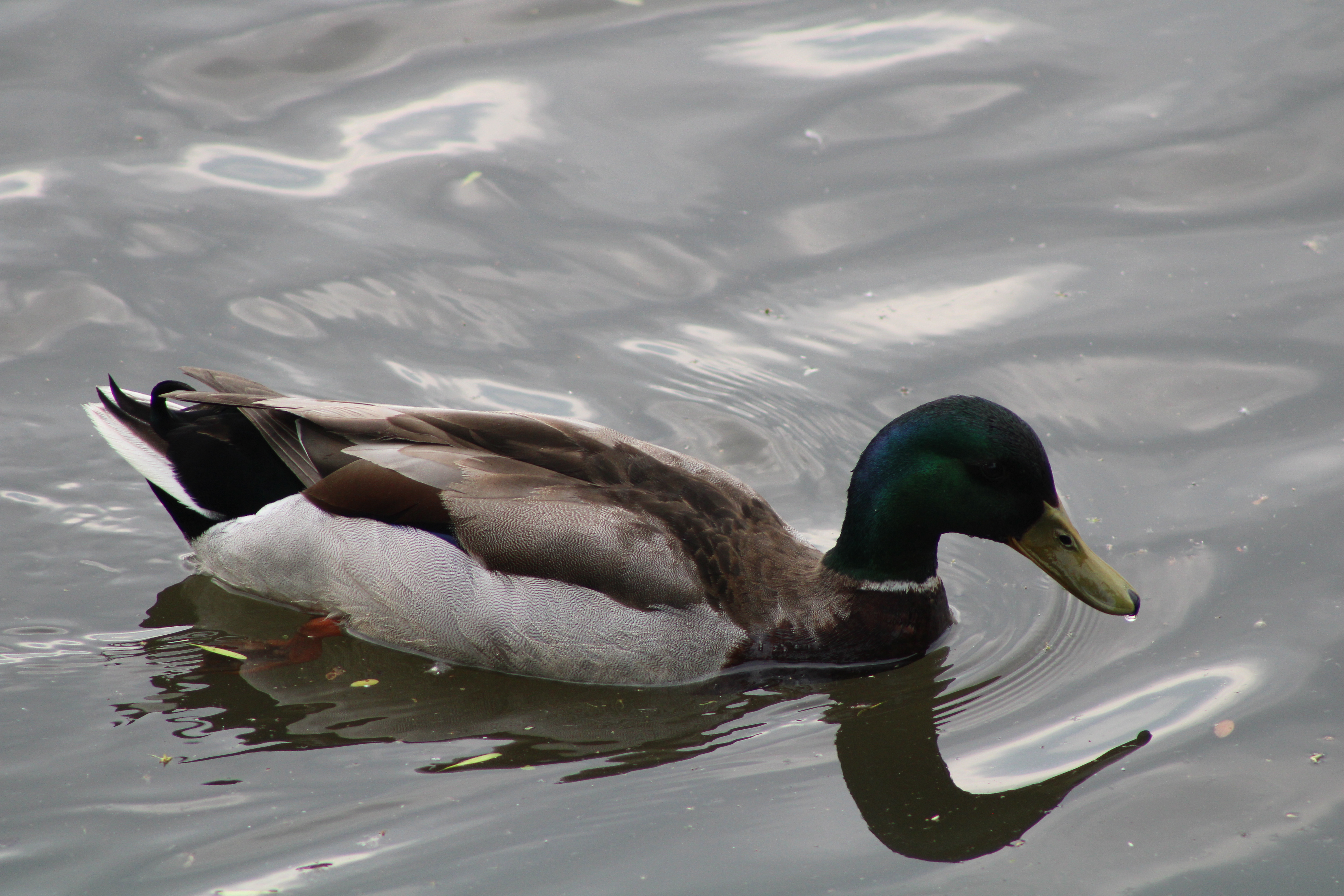 IMG_3859 IMG_3859